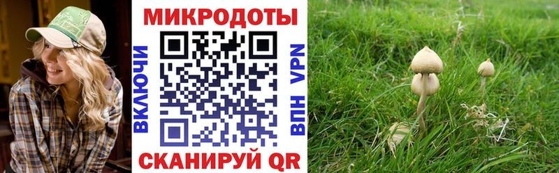 купить наркотик  Нестеров  Галлюциногенные грибы Magic Shrooms 